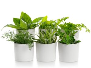 Cover photo for Cooking With Herbs