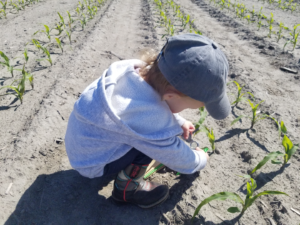 Cover photo for Crop Scouting Resources