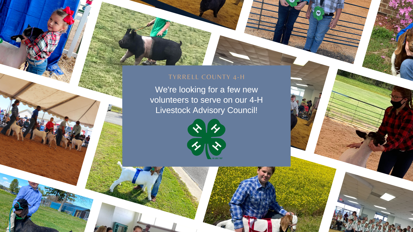 We're looking for a few new volunteers to serve on our 4-H Livestock Advisory Council!