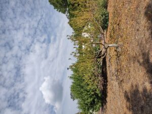 Karen Thomas took this picture last week of our poor defoliated peach tree. Karen is a certified Extension Master Gardener Volunteer from our most recent class in 2022.