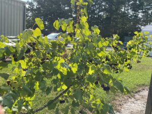 I took the photo in our teaching garden here at the Beaufort County Center. This is an older vine (I presume the cultivar to be a superior) in which I have regrown and trained the cordons on to teach how this is done to gardeners in the area.