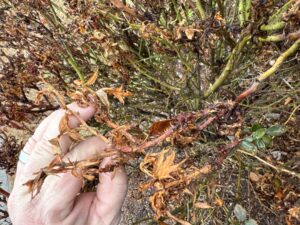 Notice the prolific amount of thorns protruding from the stem. In-season these will be either green or red. This is the biggest symptom of the rose rosette virus. Gene Fox